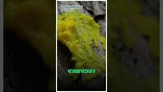 Слизевики! Этот Мозг Без Мозга Умнее Тебя? Эксперимент, Поставивший Учёных в Тупик! #новости