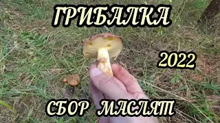 Грибалка. Сбор маслят 2022 год