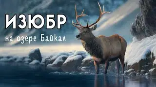 По следам байкальского изюбра (С чистого листа)