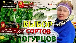 Мы съедаем целый камаз ОГУРЦОВ!  Проверенные сорта и новинки. А ранние огурцы скоро попробуем