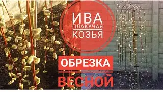 ИВА КОЗЬЯ плакучая / Формирование кроны весной