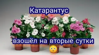 Катарантус взошёл!!! Так быстро я его не ждала😳