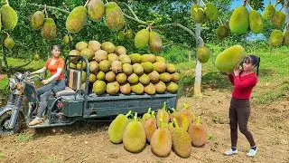 Use Trucks To Harvesting 1000KG Jackfruit Goes To Market Sell - New Free Bushcraft