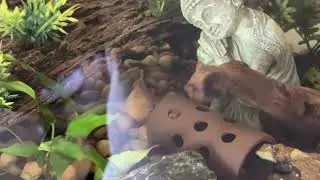 Bristlenose Plecos, Yo-Yo Loach & Algae Eater Fun!