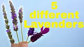 5 most popular lavender varieties in the World