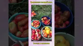 Урожай томатов . Юлия Миняева . семейные посиделки