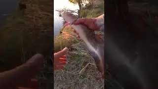Весенняя Рыбалка на спиннинг - крокодил на Оби. Ловля налима на реке. 