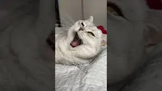 Вот почему кот дёргается во сне 