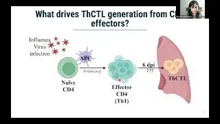 [Priya Devarajan] How are lung cytotoxic CD4 effectors generated during infection?