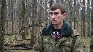 Новые правила заготовки валежника в лесах Кубани