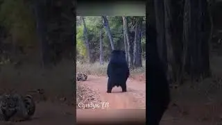 Тигр атакует медведя в лесу! 