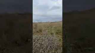 Голос ветра