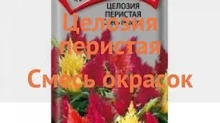 Целозия перистая Смесь окрасок (smes okrasok) 🌿 обзор: как сажать, семена целозии Смесь окрасок