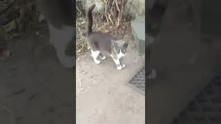Киса стесняется 🙀 #новая  #новинка