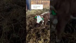 Сложный переход из нетели в корову! 
