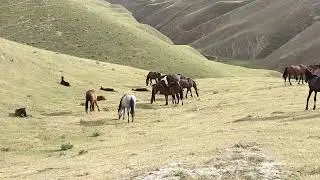 Semental Corindón caballos . Encuentro de primavera con yeguas Cavalos horses,