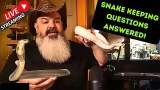 Snake Care Questions Answered! LIVESTREAM