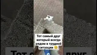 На грани смерти кот 
