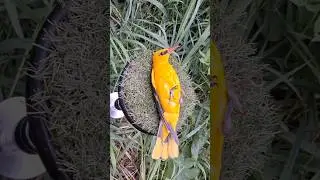 Обзор ИВОЛГА 🤘🤘🤘