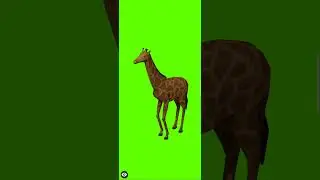 Green Screen Giraffe Eating | Green Screen Giraffe | 