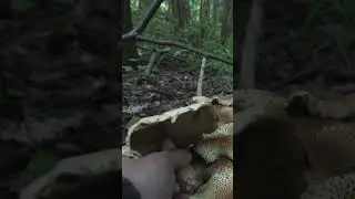 Что за грибы? Опята чешуйчатые?