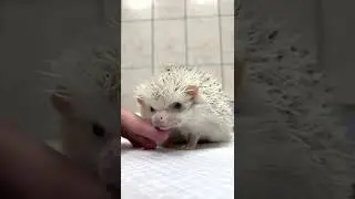 Ёжик Роберт у врача