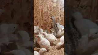 Чуҷаҳои, Дулан, Сафед, Круздулан ва гибрид😍🥰