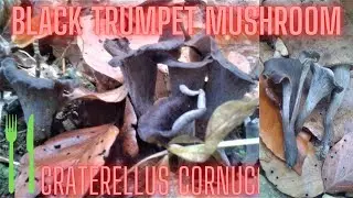 Black Trumpet Mushroom (Craterellus cornucopioides) Crna Trubača