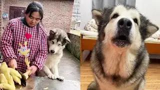 Lolo's Happiness: This is probably the happiest day for dogs, with food, drink and family members [