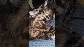 моя кошка играется
