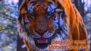 Великий тигр|Мотивация жить