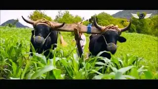 LIBERARIOS DE SAN JUAN ⋆ Chilena TIERRA AJENAS (Video Clip OFICIAL) ᴴᴰ