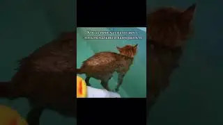 кот в бассейне)) 