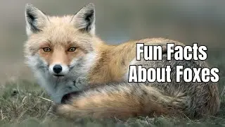 Interesting Facts About Foxes - Fun Facts About Foxes