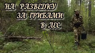 На разведку за грибами в лес (из домашнего архива)