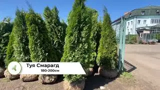 Туя Смарагд