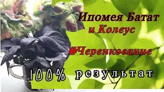 Черенкование колеуса и ипомеи батат. Все легко и просто