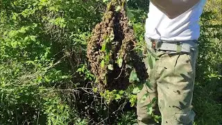 Нежданчик (роище)