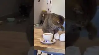 Кофейку не желаете? Котики и кофе. 