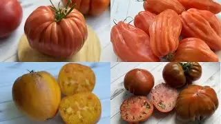 Эти томаты БОЛЬШЕ НИКОГДА НЕ ПОСАЖУ и вам НЕ ПОСОВЕТУЮ