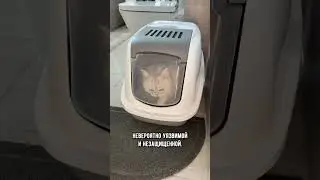Почему кошка бежит в лоток, когда хозяин садится поесть 