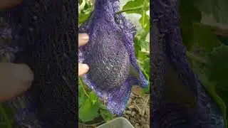 Дыни в Ленобласти. Мой первый опыт выращивания. 