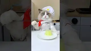 🐱🔪 Get ready to mix it up! 🍲 