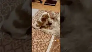 📞 + 7 (985) 065-19-06 Продаётся 🐶👑 Мальчик  Кавалер Кинг Чарльз спаниель в ЛЮБИМЦЫ СЕМЬИ.