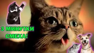CМЕШНЫЕ КОТИКИ 2021 😹🤗 // 3 минуты мега ржака // Лучшие приколы 2021 №6
