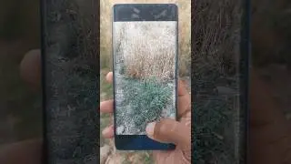 Vivo v29 camera test.// how to check Vivo v29 camera #mobile #tech #shorts #smartphone #camera