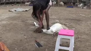 woman butcher goat/ Educational video