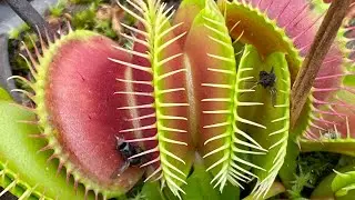 Over winter Venus flytraps