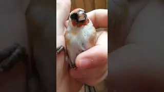 Ловля крупных щеглов.