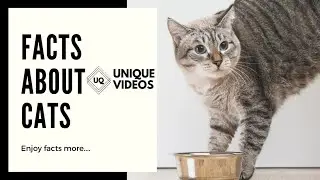25 Interesting Facts About Cats You May Not Have Known | Unique Videos